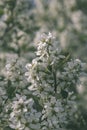 wild random flowers blooming in nature - vintage retro film look