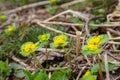 wild random flowers blooming in nature