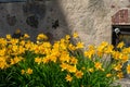 wild random flowers blooming in nature