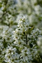 wild random flowers blooming in nature