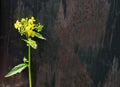 Wild rapeseed flower also known as rape or oilseed rape Royalty Free Stock Photo