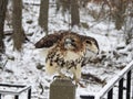 Closeup White Tailed Hawk Taking Flight Royalty Free Stock Photo