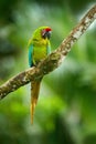 Wild rare bird in the nature habitat, sitting on the branch in Costa Rica. Wildlife scene in tropic forest. Ara ambigua, Green par Royalty Free Stock Photo