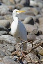 Eastern Great Egret portrait