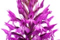 Wild orchid hybrid flowers detail over white - Anacamptis x simorrensis Royalty Free Stock Photo