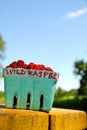 Wild Raspberries Royalty Free Stock Photo