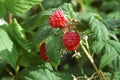 Wild raspberries