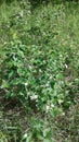 Wild raspberries bloomed, a bush in the middle of the forest Royalty Free Stock Photo