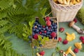 wild raspberries and blueberries in a wicker basket and wild mushrooms. forest gifts. still life with forest gifts Royalty Free Stock Photo