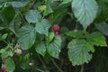 Wild raspberries on a Bush in the Northern forest Royalty Free Stock Photo