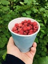 Wild raspberries in forest Royalty Free Stock Photo