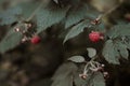 Wild raspberries hanging on a branch in a forest Royalty Free Stock Photo