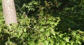 Wild raspberries in a nearby forest near a tree Royalty Free Stock Photo