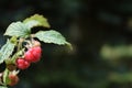 Wild raspberries in Scandinavian fir forest Royalty Free Stock Photo