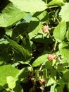 Wild Raspberries Royalty Free Stock Photo