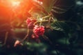 Wild raspberry on branch in nature forest, macro shot with selective focus, sunlight and toned