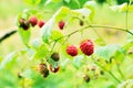 Wild raspberry bush