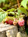 Wild raspberry bush