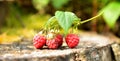 Wild raspberry bush