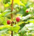 Wild raspberry bush