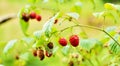 Wild raspberry bush