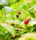 Wild raspberry bush