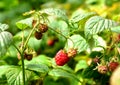 Wild raspberry bush