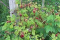 Wild raspberry bushes growing in the forest with red berries