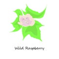 Wild Raspberry flower