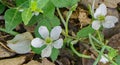 Wild Raspberry Flowers