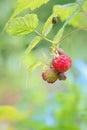 Wild raspberry