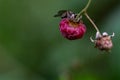 Wild raspberry growing in a shady forest, closeup view with selective focus Royalty Free Stock Photo