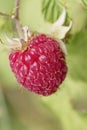 Wild raspberry red fruit close up Royalty Free Stock Photo