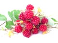 Wild raspberry Royalty Free Stock Photo