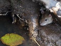 Wild rat crawls out of a hole in the ground under the roots of a tree