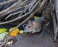 Wild rat crawls out of a hole in the ground under the roots of a tree