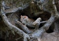 Wild rat crawls out of a hole in the ground under the roots of a tree