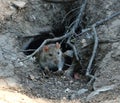 Wild rat crawls out of a hole in the ground under the roots of a tree