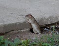 Wild rat crawls out of a hole under a concrete slab