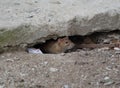 Wild rat crawls out of a hole under a concrete slab