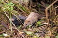 Wild rat eating a piece of bread outside Royalty Free Stock Photo