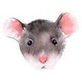 Wild rat. Mouse Chinese new year. Watercolor illustration. Royalty Free Stock Photo