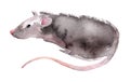 Wild rat. Mouse Chinese new year. Watercolor illustration. Royalty Free Stock Photo