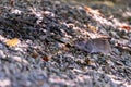 Wild rat in nature. Brown rat. Rattus norvegicus. Lutry, Switzerland