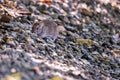 Wild rat in nature. Brown rat. Rattus norvegicus. Lutry, Switzerland