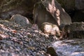 Wild rat in nature. Brown rat. Rattus norvegicus beside water. Lutry, Switzerland