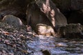 Wild rat in nature. Brown rat. Rattus norvegicus beside water. Lutry, Switzerland