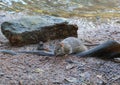 Wild rat on the riverbank near a stone Royalty Free Stock Photo