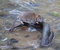Wild rat sits in the river on a coastal snag Royalty Free Stock Photo