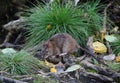 Wild rat sits on the roots of a tree among tufts of grass Royalty Free Stock Photo